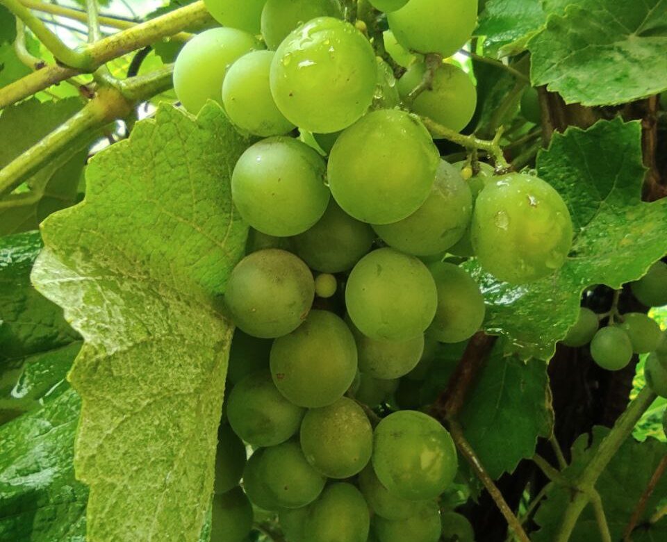 Дощовий початок та сонячні вихідні: яка погода чекає Рівненщину цього тижня