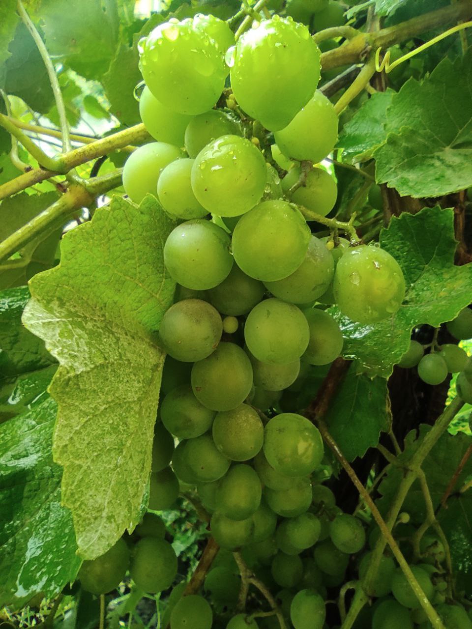 Дощовий початок та сонячні вихідні: яка погода чекає Рівненщину цього тижня 0000