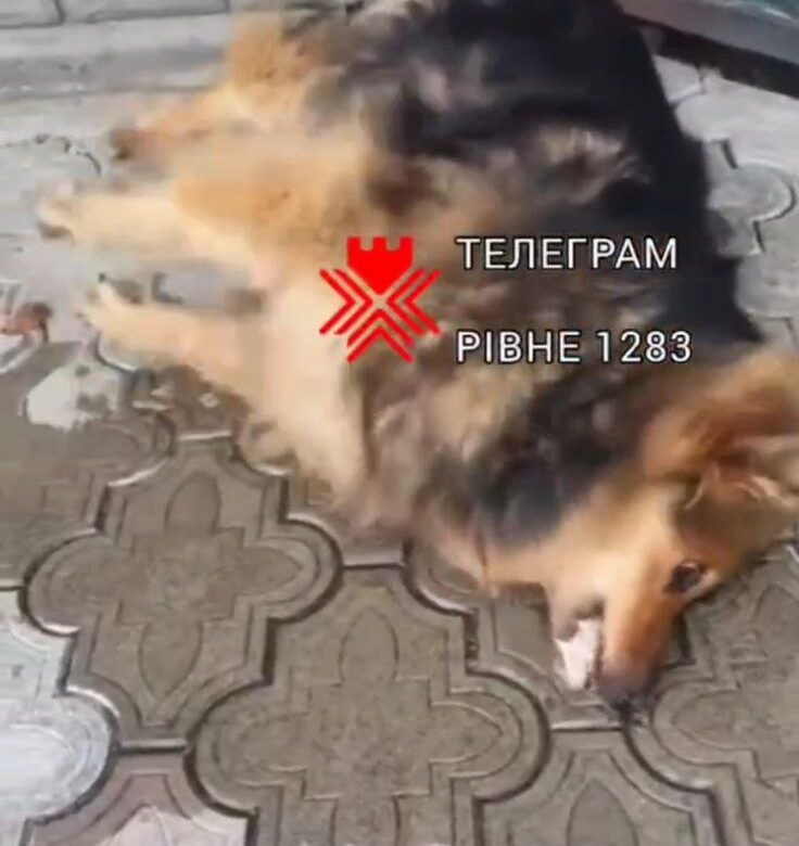 Поліція розслідує випадок жорстокого поводження з тваринами у Рівненському районі