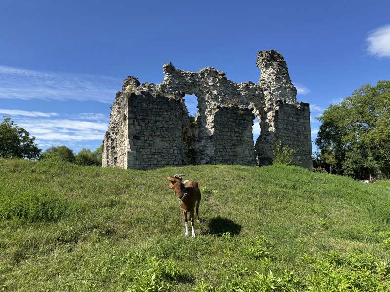1 Лицарі-тамплієри та крафтовий сидр Monbar: як приватна ініціатива допомагає у відновленні Середнянського замку
