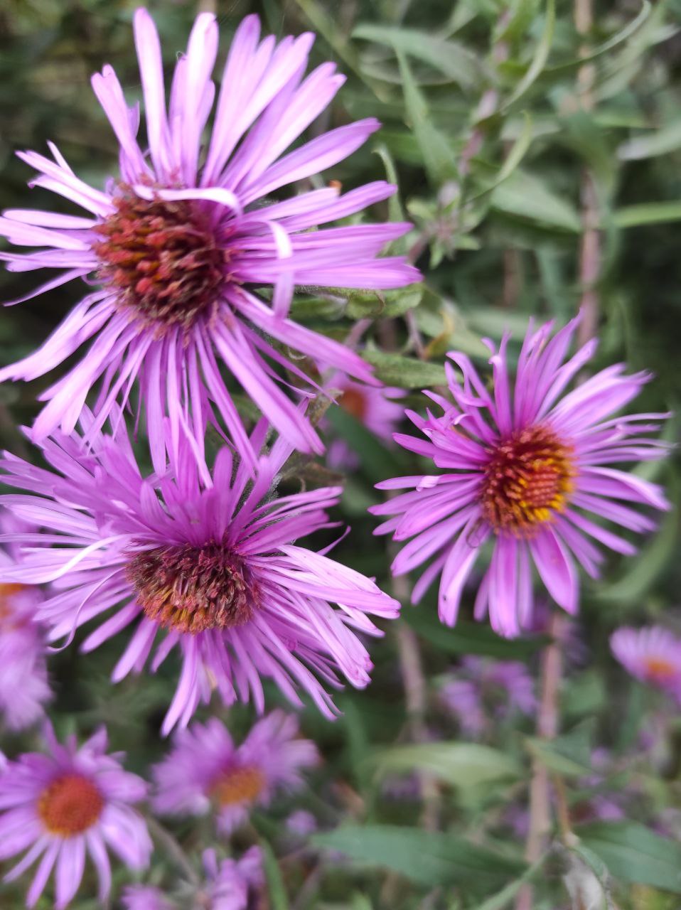 Знову тепло: синоптики розповіли, коли на Рівненщину прийде потепління 0000