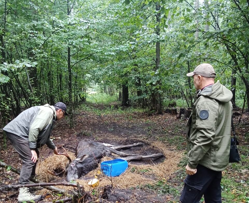 На Рівненщині врятували лося, який потрапив у біду