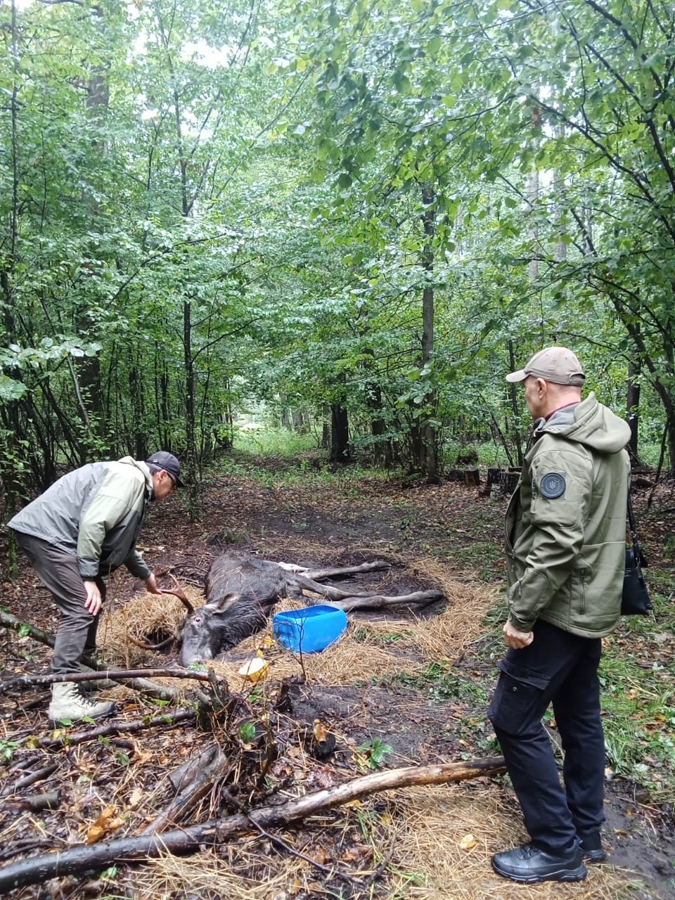 На Рівненщині врятували лося, який потрапив у біду 0000
