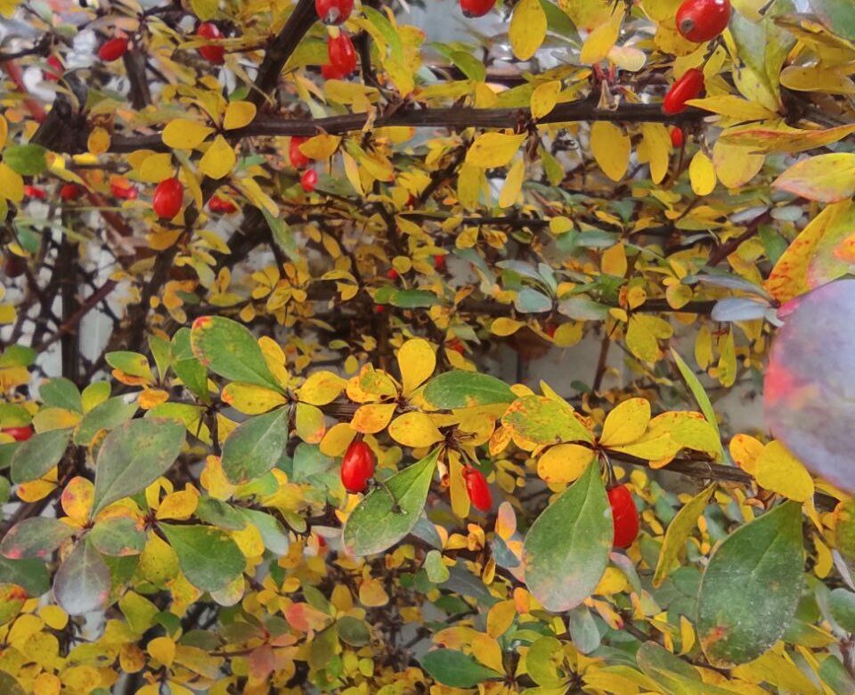 Після дощів на Рівненщину повернеться бабине літо: прогноз погоди