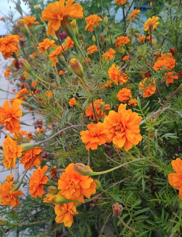 На Рівненщині цілий тиждень дощитиме: коли очікувати бодай промінь сонця