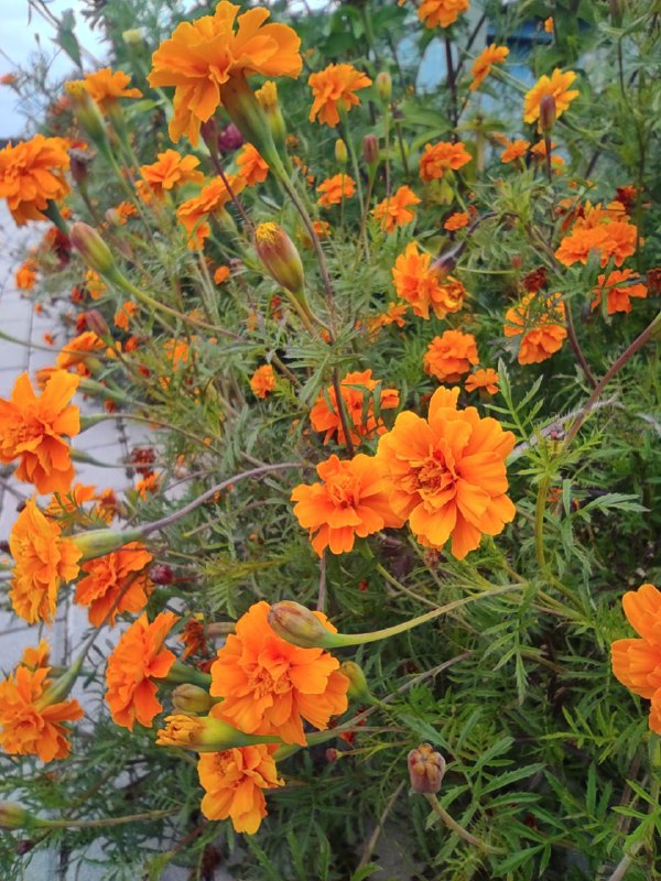 На Рівненщині цілий тиждень дощитиме: коли очікувати бодай промінь сонця 0000