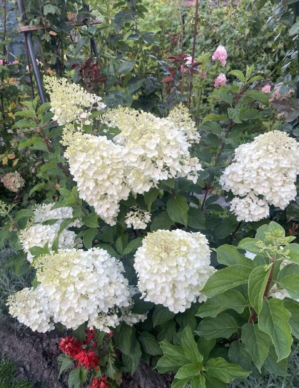 Рівненська квітникарка поділилася секретами осінньої посадки гортензій