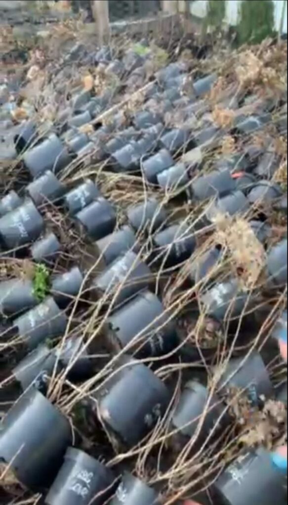 1 Рівненська квітникарка поділилася секретами осінньої посадки гортензій