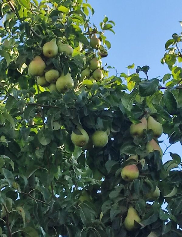 Досвідчений садівник із Рівненщини розповів, як підготувати плодові дерева до зими