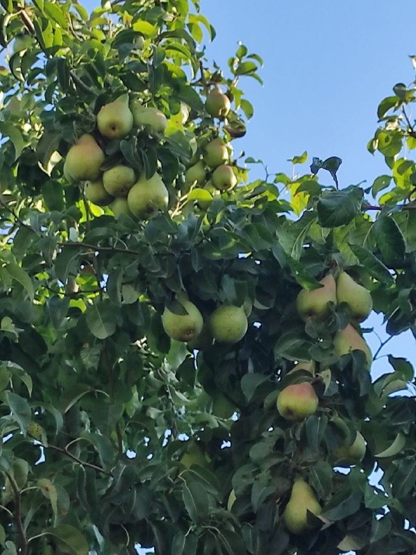 Досвідчений садівник із Рівненщини розповів, як підготувати плодові дерева до зими 0000