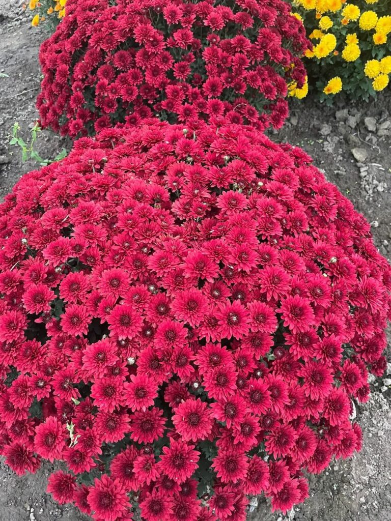 1 Найпопулярніші осінні квіти: все про хризантеми, їхній догляд та ціни на Рівненщині