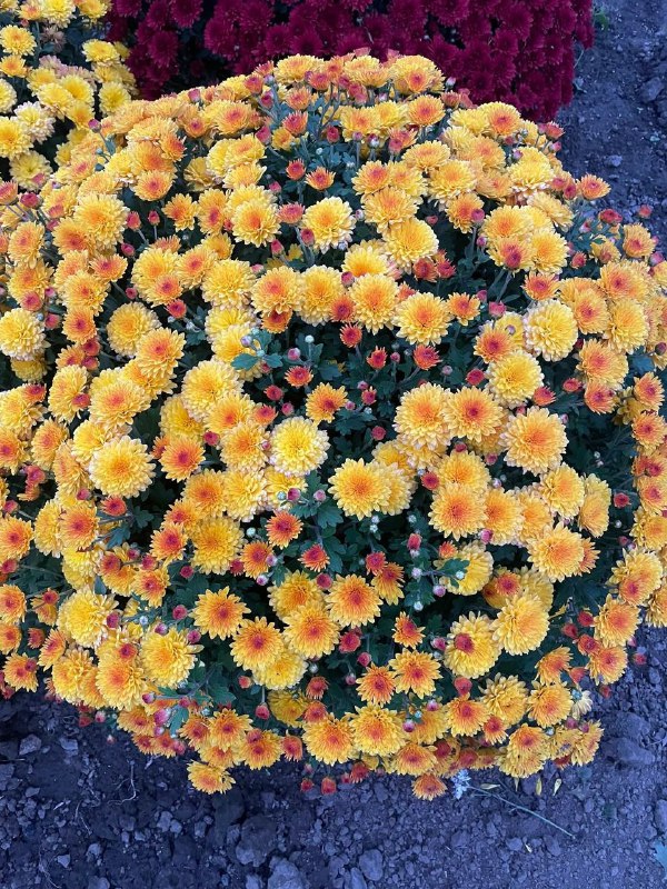 1 Найпопулярніші осінні квіти: все про хризантеми, їхній догляд та ціни на Рівненщині