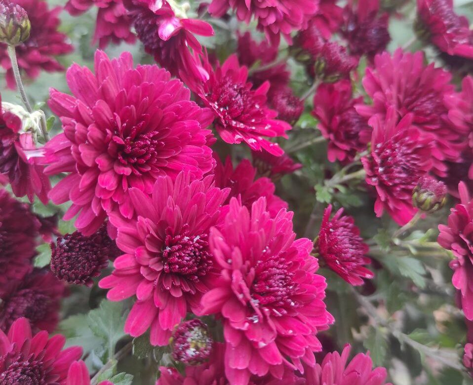 Найпопулярніші осінні квіти: все про хризантеми, їхній догляд та ціни на Рівненщині