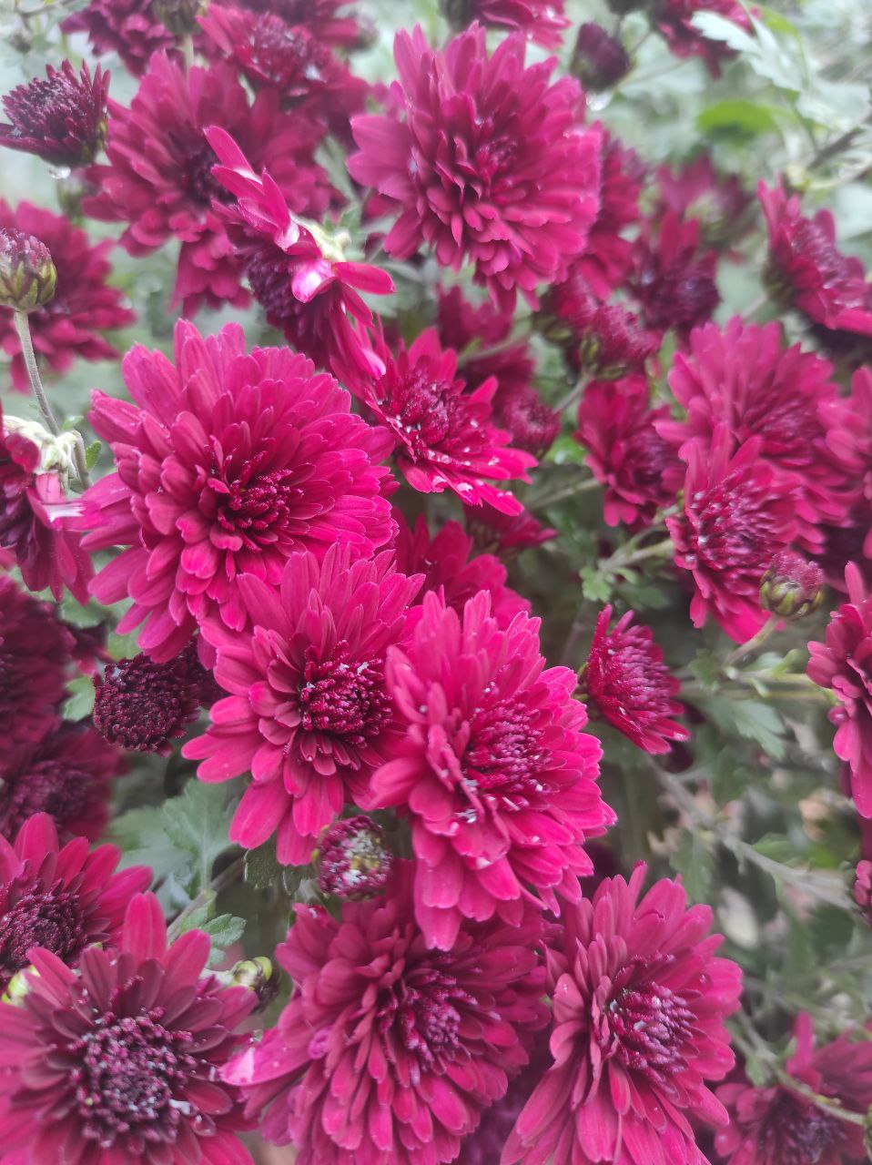 Найпопулярніші осінні квіти: все про хризантеми, їхній догляд та ціни на Рівненщині 0000