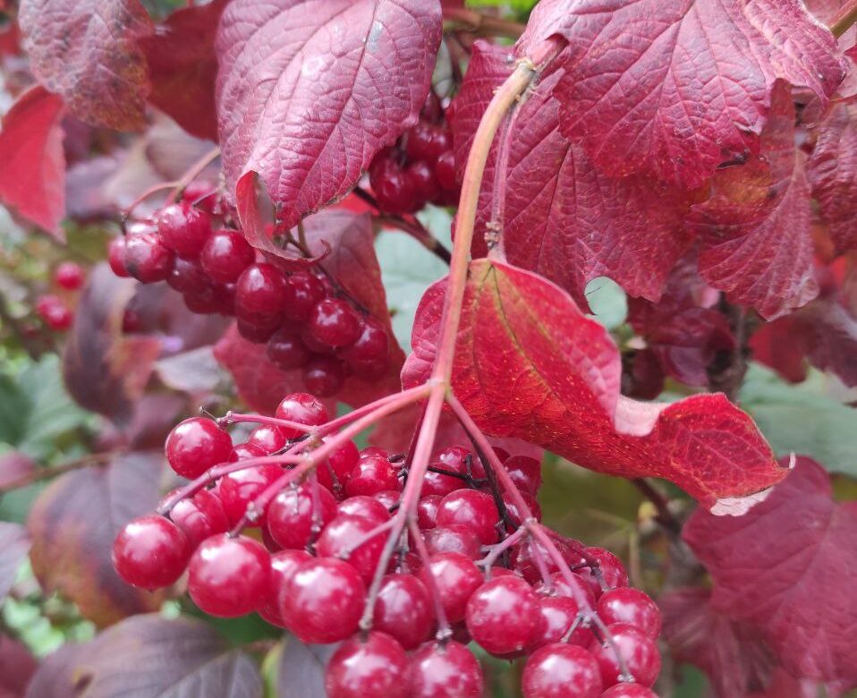 На Рівненщину йде справжній холод: температура впаде ще нижче, ніж минулого тижня