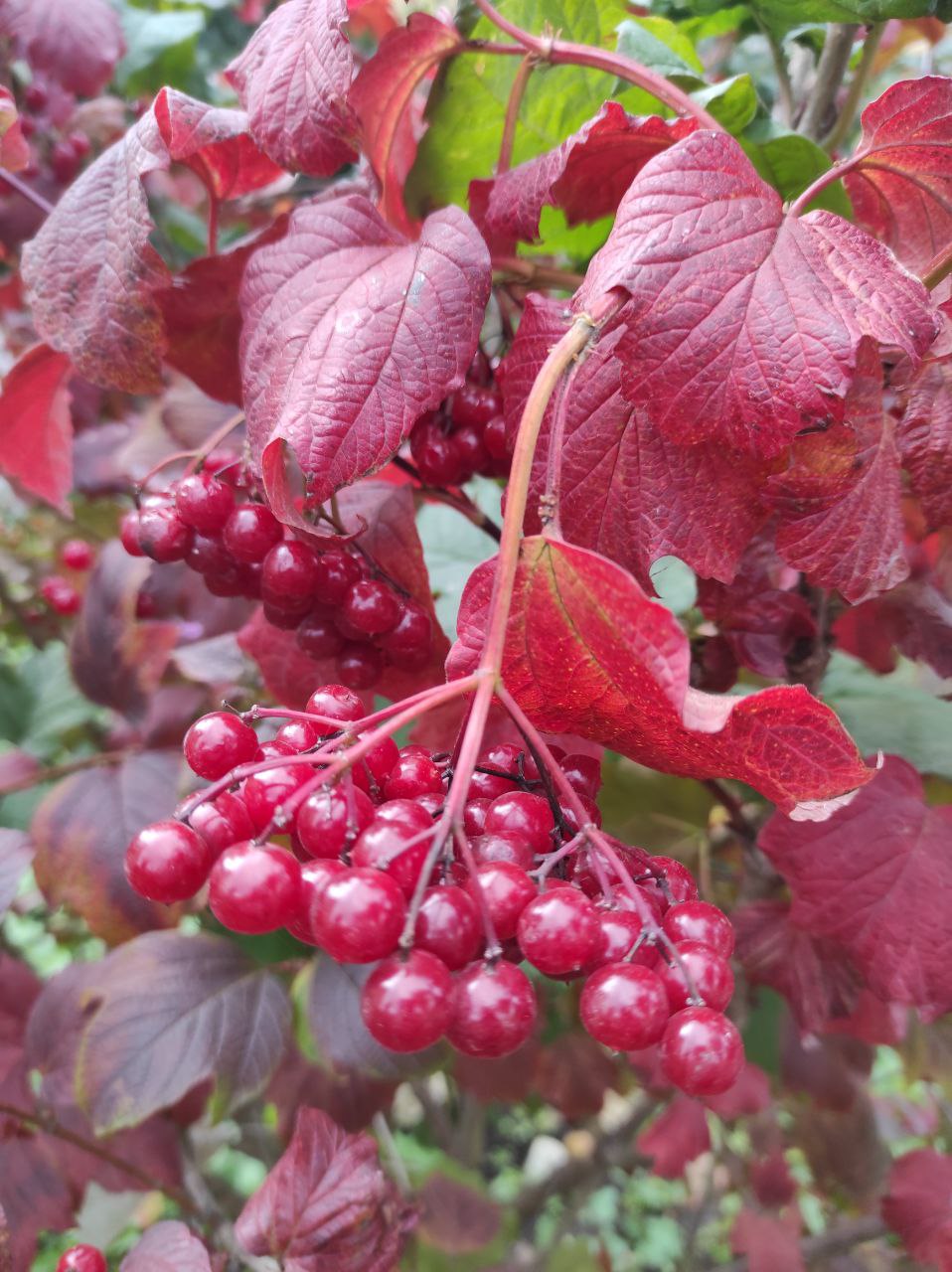 На Рівненщину йде справжній холод: температура впаде ще нижче, ніж минулого тижня 0000