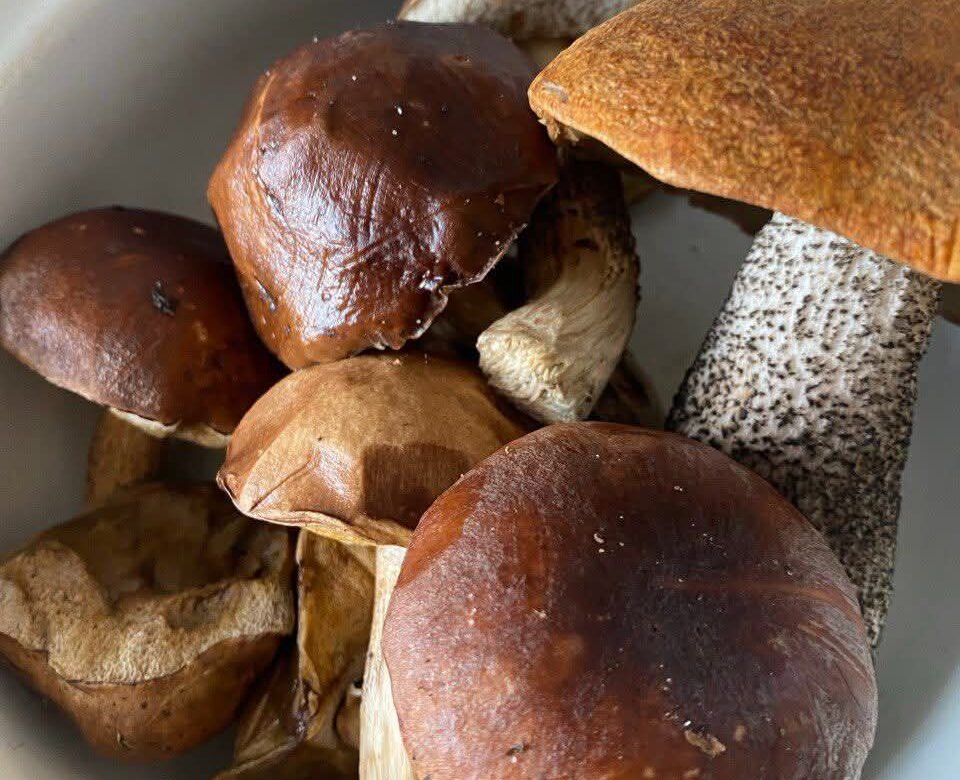 На Рівненщині триває сезон польських грибів: де їх збирають і скільки коштують