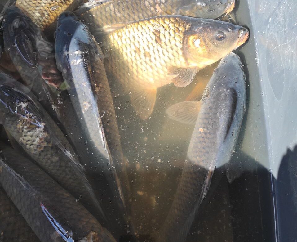 Жива риба на ринках Рівненщини: що купують восени, як вибрати та ціна