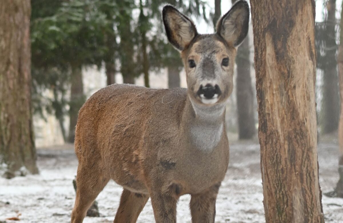 На Рівненщині відкривається Резиденція Святого Миколая з неоновим шоу та справжніми оленями