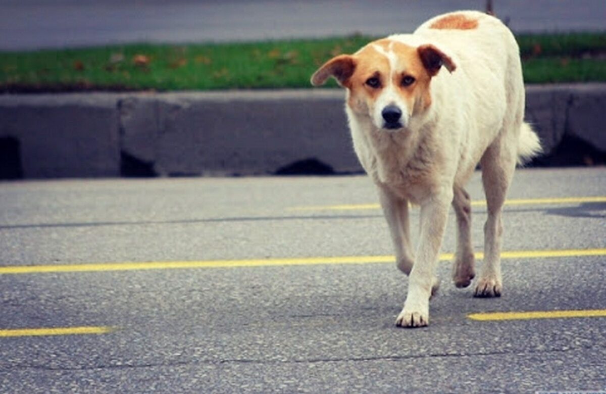 Збив собаку, втратив номер і втік: що сталося на Соборній у Рівному