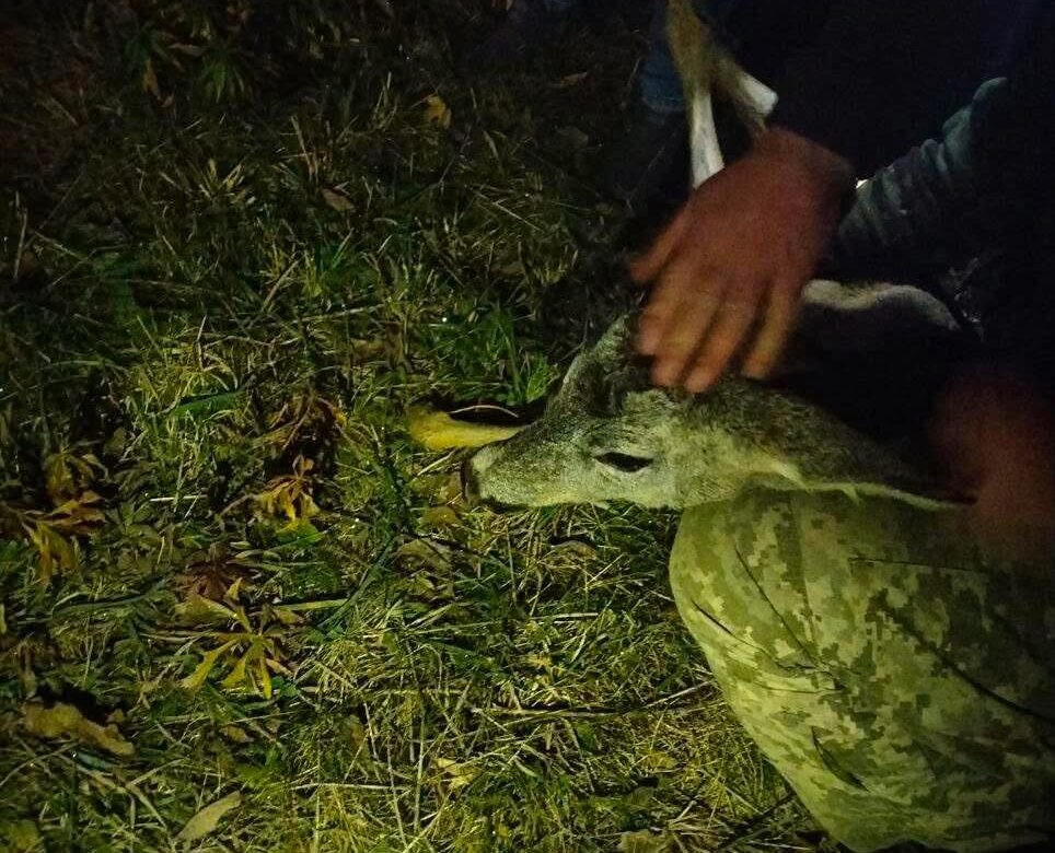 Косуля забігла на подвір’я на Рівненщині — як її рятували і що робити в такій ситуації