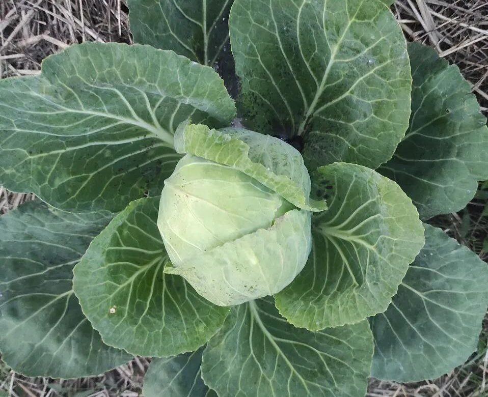 Взимку капуста не буде коштувати стільки, як зараз: прогноз цін від фермерів Рівненщини