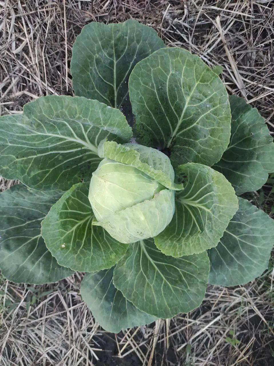 Взимку капуста не буде коштувати стільки, як зараз: прогноз цін від фермерів Рівненщини 0000