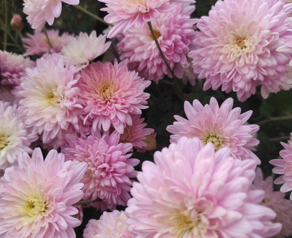 Ще один теплий тиждень: прогноз погоди для Рівненщини на 3-9 листопада