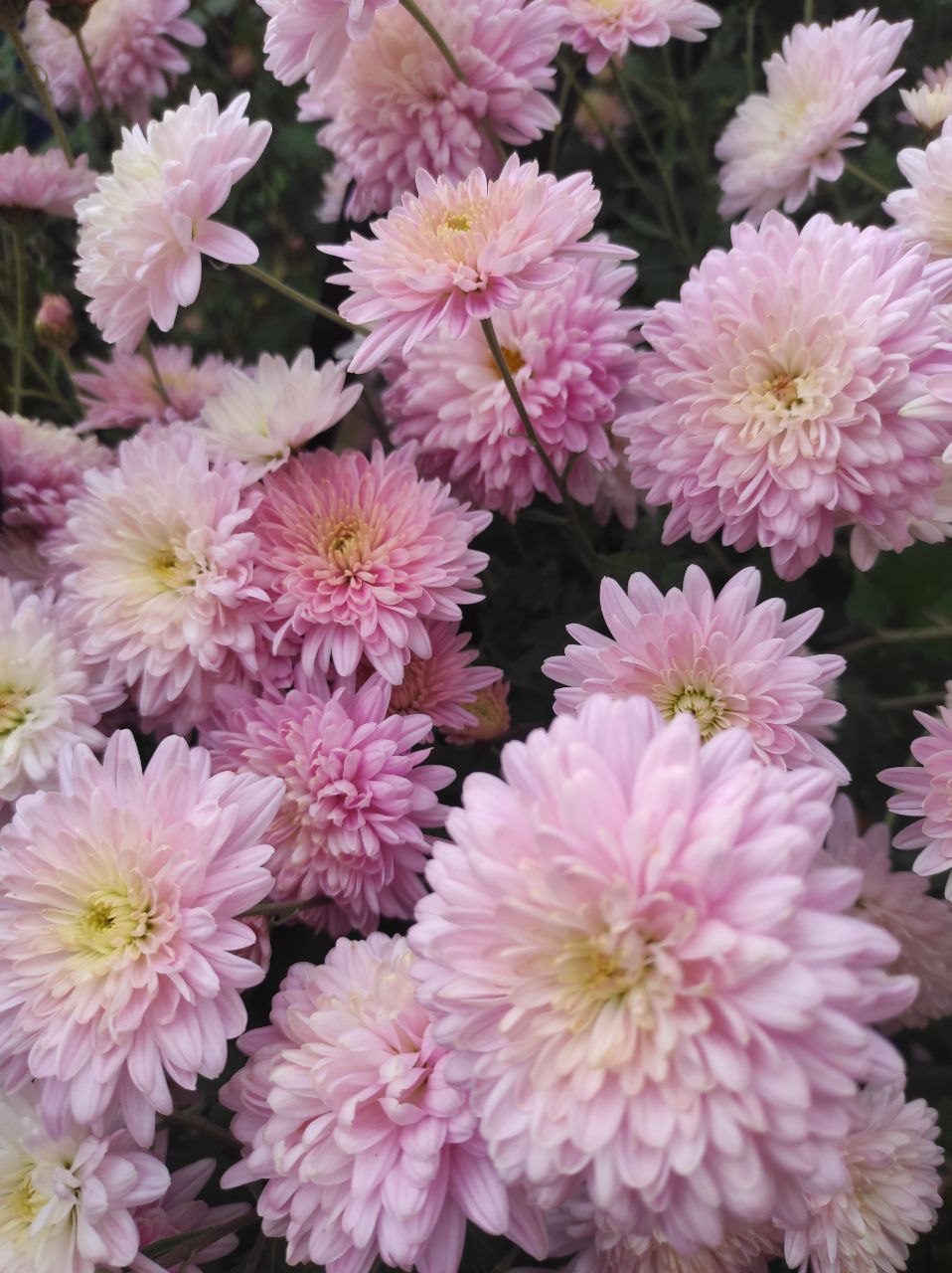 Ще один теплий тиждень: прогноз погоди для Рівненщини на 3-9 листопада 0000