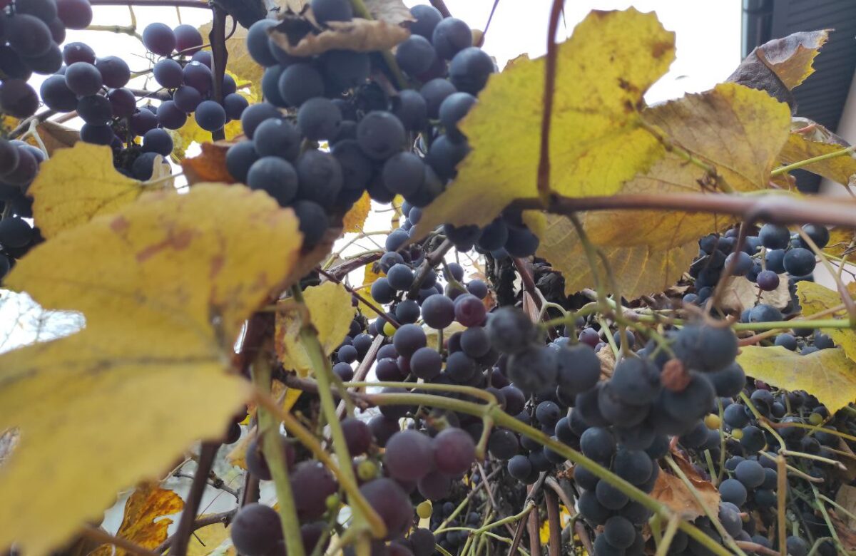 На Рівненщину йдуть мокрий сніг і різке похолодання: синоптики попереджають про температурні гойдалки