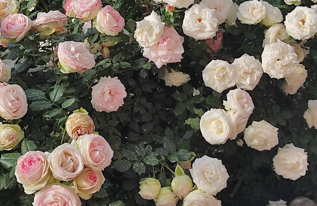 Як підготувати троянди до зими: обробка, обрізка і догляд восени