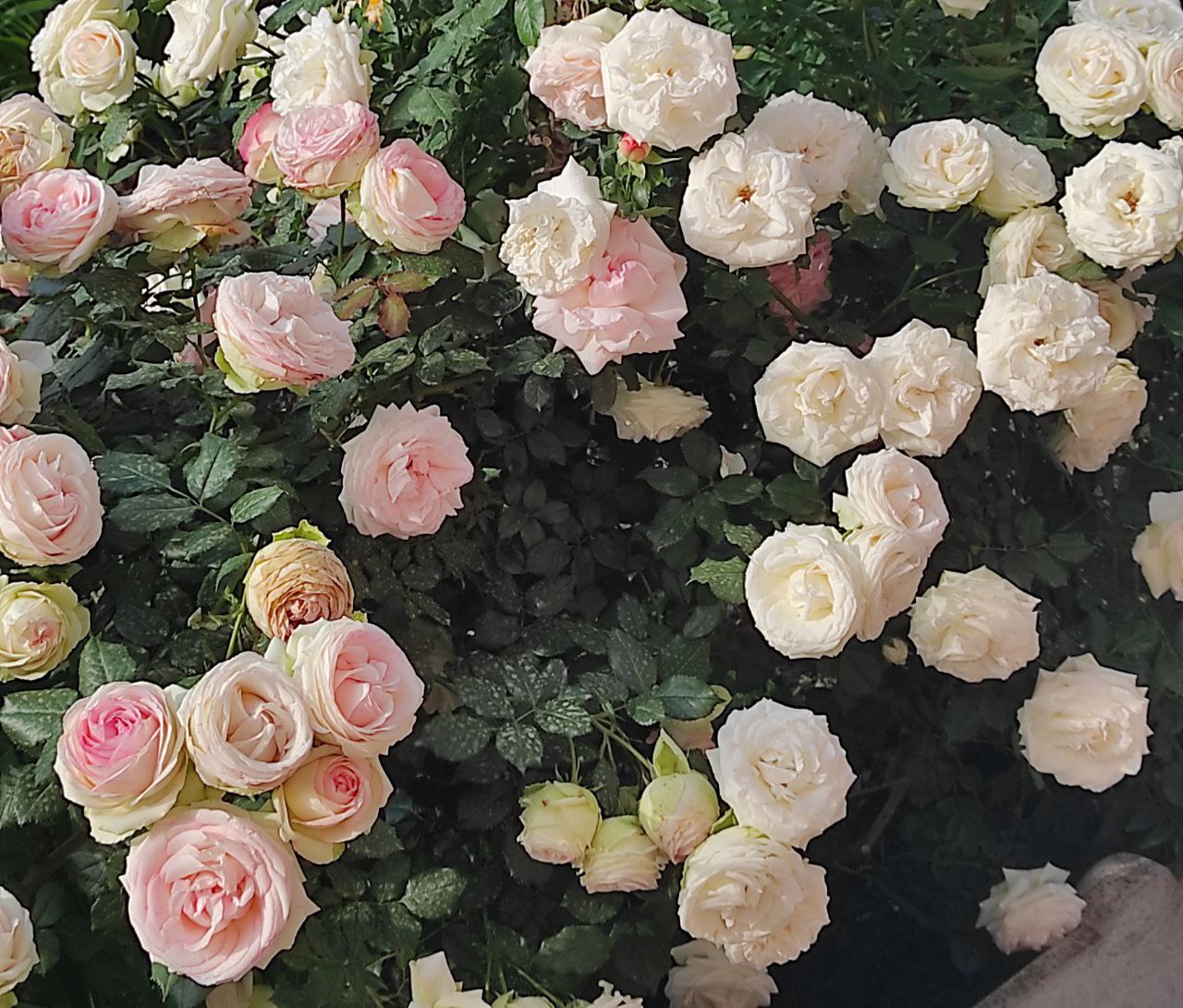 Як підготувати троянди до зими: обробка, обрізка і догляд восени 0000