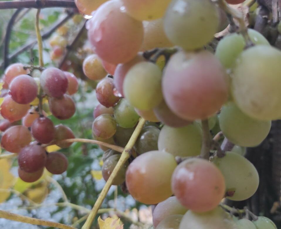 На Рівненщині різко похолодає: якою буде погода з 10 по 16 листопада