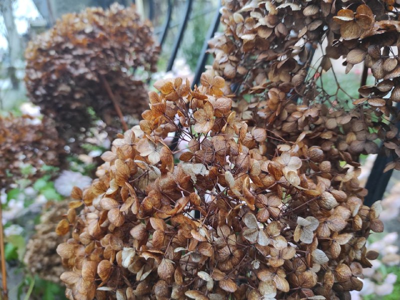 Аномальне тепло на початку зими: чого чекати від погоди жителям Рівненщини