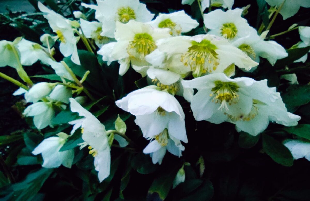 Стабільна зима без опадів: прогноз погоди на Рівненщині на тиждень (15-21 Грудня)