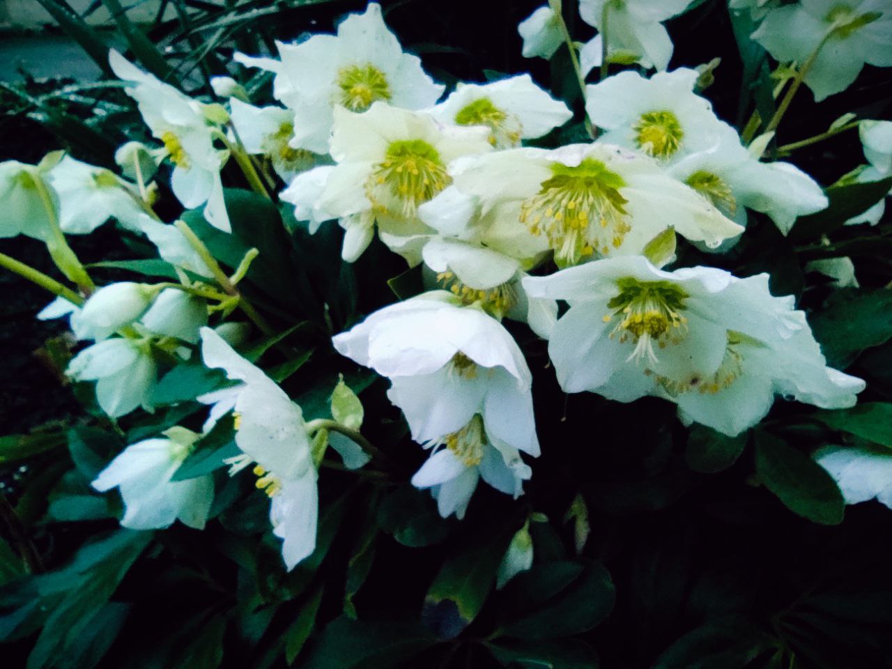 Стабільна зима без опадів: прогноз погоди на Рівненщині на тиждень (15-21 Грудня) 0000