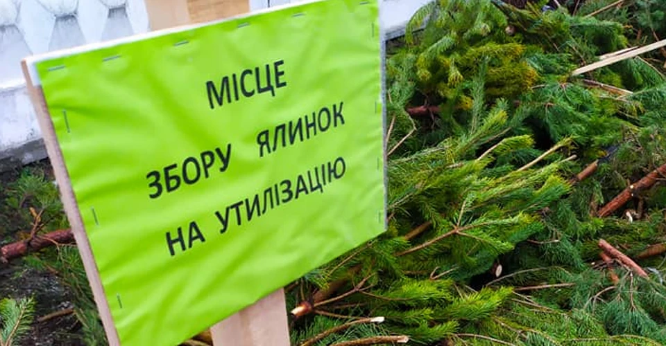1 Де купити ялинку в Рівному та області 2025: адреси, ціни та лайфхаки