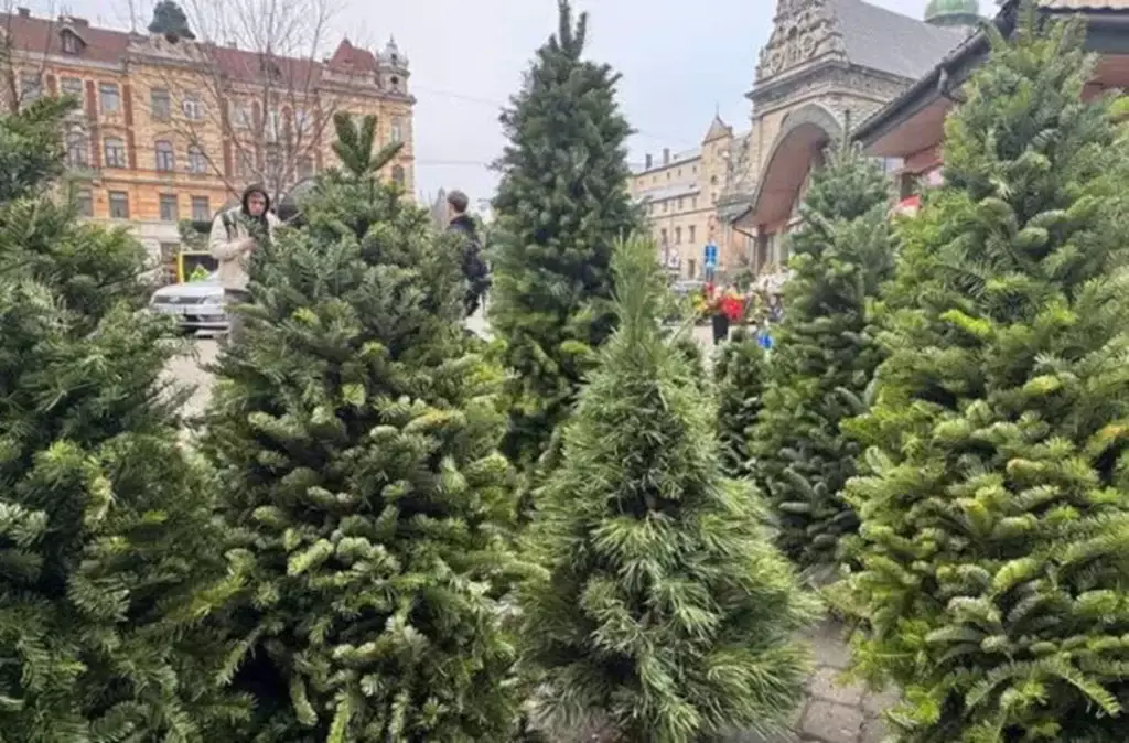 Ялинок купують менше, але Рівненщина в топі: область посіла 4 місце в Україні