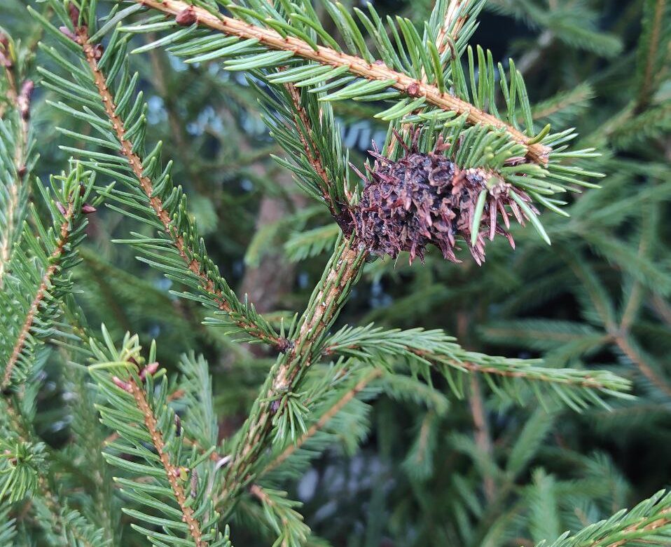 На Новий рік Рівненщину знову засипле снігом та притиснуть морози
