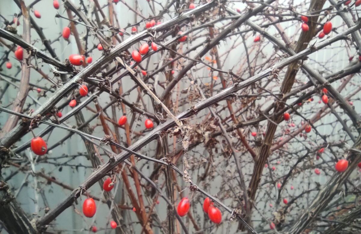 Справжньої зими ще не буде: яку погоду очікувати впродовж 8-14 грудня на Рівненщині