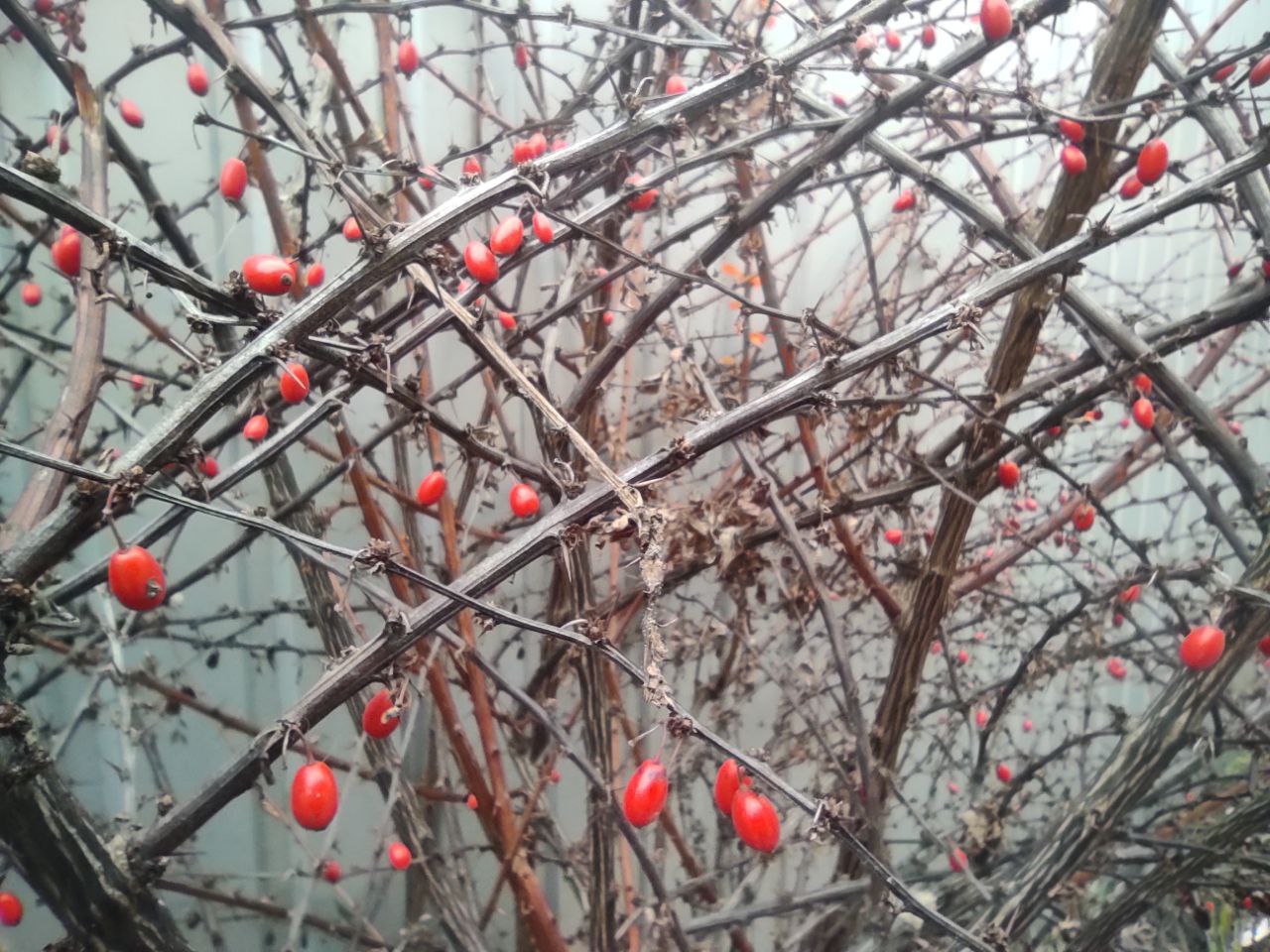 Справжньої зими ще не буде: яку погоду очікувати впродовж 8-14 грудня на Рівненщині 0000