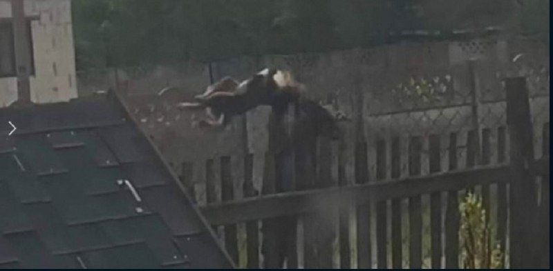 На Рівненщині винесли вирок чоловіку, який заколов собаку вилами