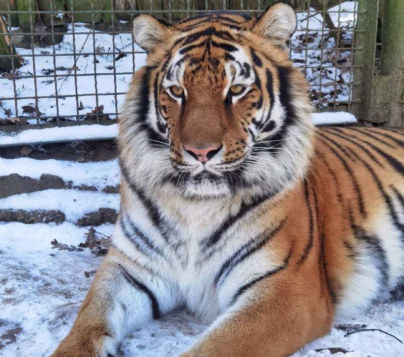 Рівненський зоопарк взимку: як зимують тварини та графік роботи (ФОТО)