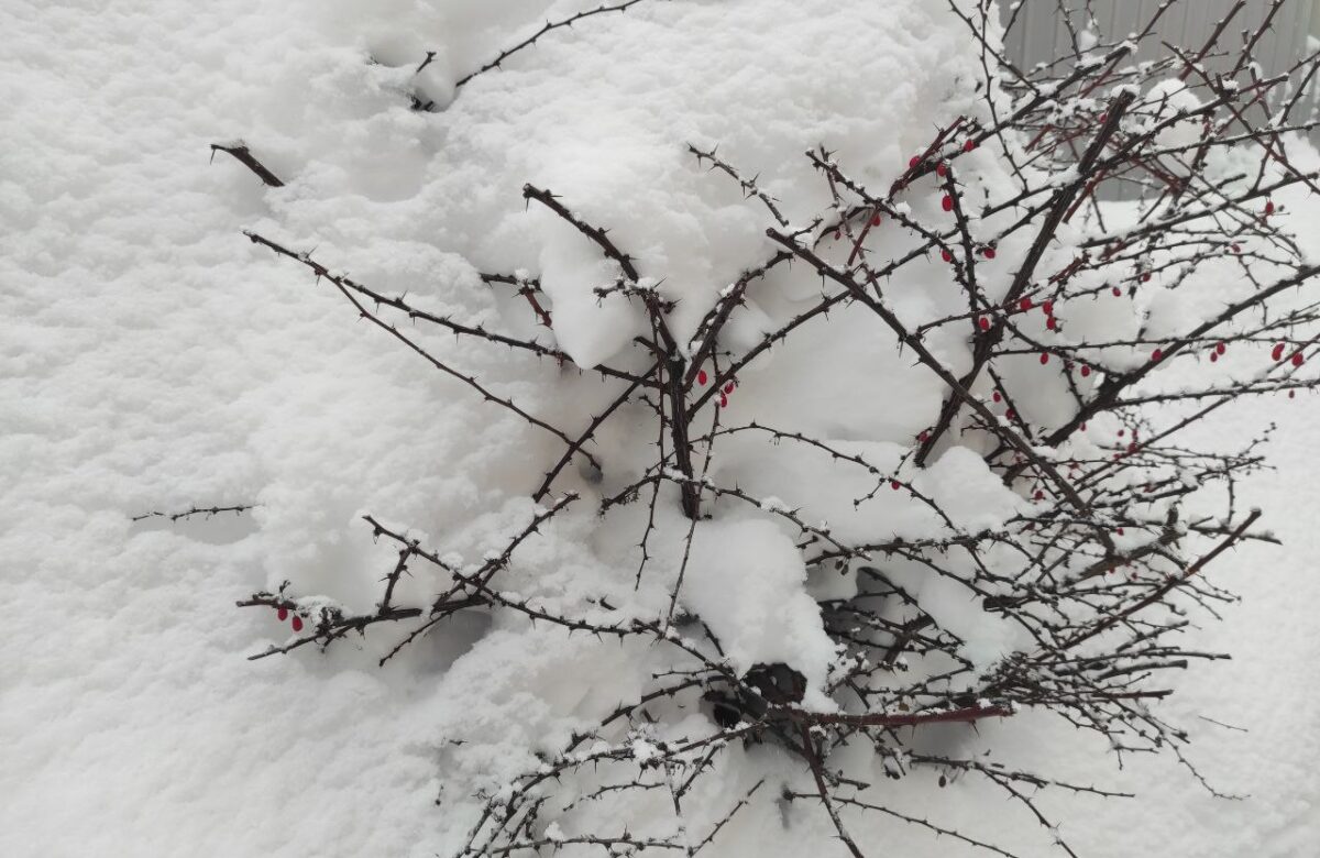 Морози на Рівненщині не вщухають: синоптики прогнозують до -20