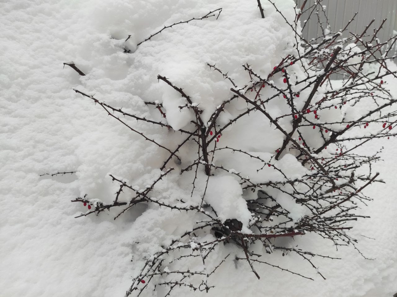 Морози на Рівненщині не вщухають: синоптики прогнозують до -20 0000