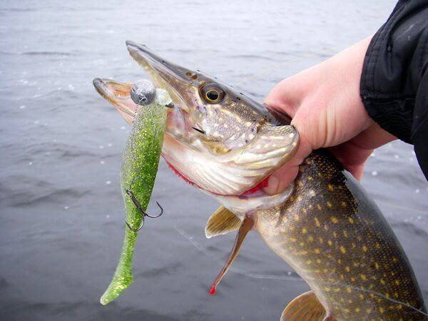 Косметологиня з Рівного упіймала метрову щуку вагою 8 кг: відео, подробиці та застереження ДСНС