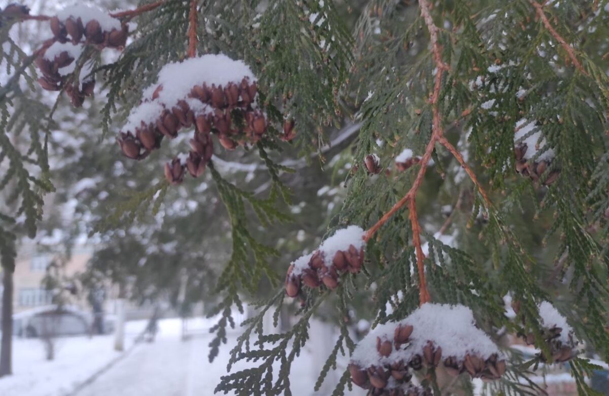 Після короткого потепління на Рівненщину знову повернуться морози: прогноз погоди