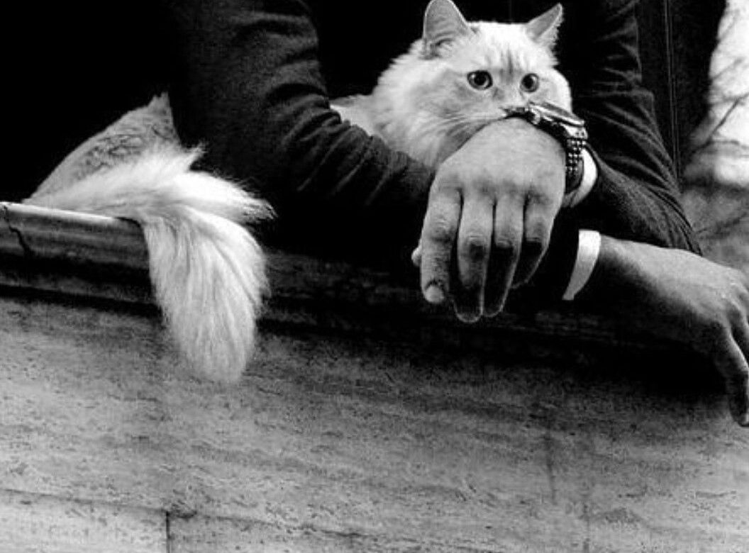 В Україні хочуть дозволити передавати котів і собак у спадок