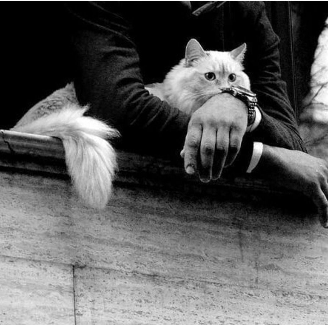 В Україні хочуть дозволити передавати котів і собак у спадок 0000