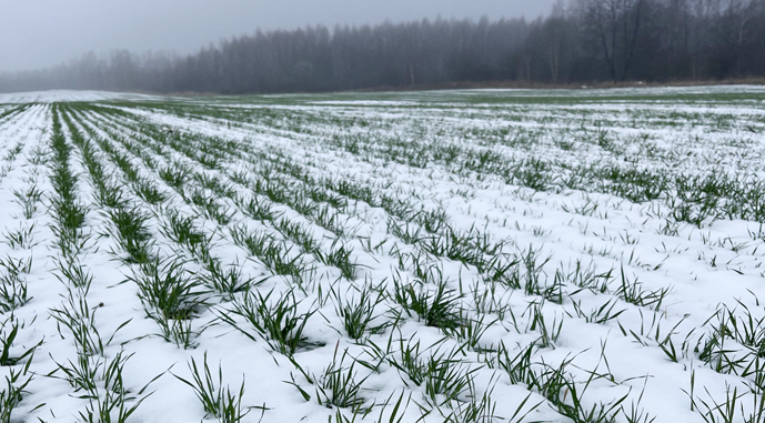 Чи виживе озима цибуля та часник після морозів на Рівненщині: прогноз фермерів на 2026 рік